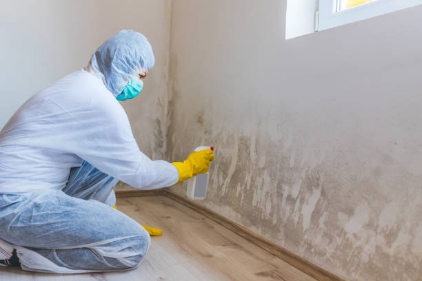 Licensed Commercial Mold Remediation service in Maplewood, WA - WQB Mold Removal